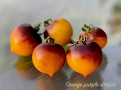 Tradera ORANGE PURPLE STRIPED - Lika god dom den ser ut. tomat frö| Planter Og Frø