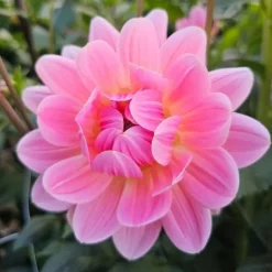 Store Patty dahlia Planter Og Frø