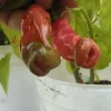 Tradera Peter Pepper chili frön| Planter Og Frø