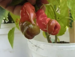 Tradera Peter Pepper chili frön| Planter Og Frø