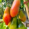 Tradera RAIBAIS KEKARS - tomat, frön| Planter Og Frø