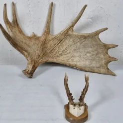 Tradera Rådjur- & älghorn - Jakttroféer - Trofé - 1900-tal - Horn> Jagt
