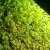 Tradera Red Root Floaters> Kæledyrstilbehør