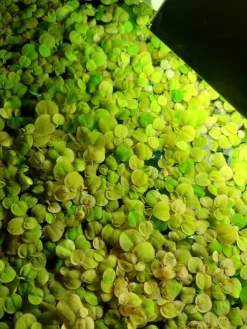 Tradera Red Root Floaters> Kæledyrstilbehør