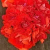 Tradera Red Rosebud - OROTAD topp el stamstickling - spårbara leveranser| Planter Og Frø
