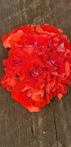 Tradera Red Rosebud - OROTAD topp el stamstickling - spårbara leveranser| Planter Og Frø