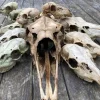 Tradera Samling Med Älg & Hjortkranium Kranium> Jagt
