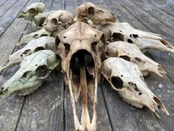 Tradera Samling Med Älg & Hjortkranium Kranium> Jagt