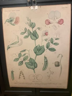 Tradera Skolplansch> Plakater