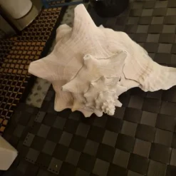 Clearance Snäcka STOR vit och lätt rosa inne. Fint skick . Bra objekt för samlare Arkæologi
