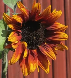 Tradera Solros - Velvet Queen -| Planter Og Frø