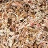 Tradera Sphagnummossa 30g/3l| Andet Til Haven