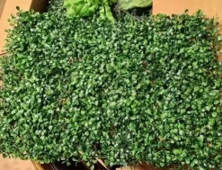 Tradera 24st 60x40cm häckpaneler i buxbom, konstgjord växtväggdekoration,säkert material| Kunstige Planter