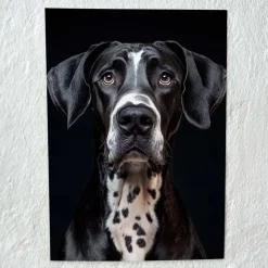 Tradera Storslagen Grand Danois - A4 Premium Glansigt Papper (utan ram)| Fotokunst