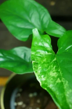 Tradera Syngonium podophyllum albo variegata. Pilspetsranka| Planter Og Frø