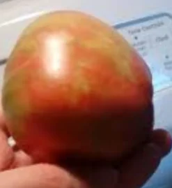 Tradera Taiga tomatfrön 10 stycken| Planter Og Frø