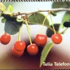 Tradera Telia Telefonkort 30 markeringar Retro Foto Björn Forsberg> Telefonkort