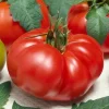 Tradera Tomat 'Biff Marmande',10 frön.| Planter Og Frø