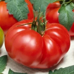 Tradera Tomat 'Biff Marmande',10 frön.| Planter Og Frø
