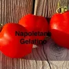 Tradera Tomatfrön - Napoletana Gelatino| Planter Og Frø