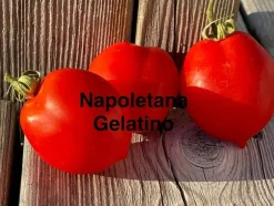 Tradera Tomatfrön - Napoletana Gelatino| Planter Og Frø