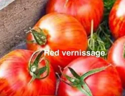 Tradera Tomatfrön Red Vernissage| Planter Og Frø