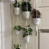 Tradera Tre styck amplar för 6 krukor/ växter, plantor| Potter & Plantedyrknings-systemer