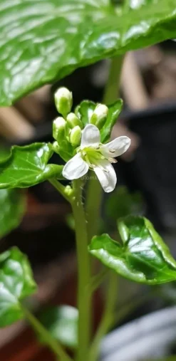 Tradera Wasabi - Eutrema japonicum Rotad planta liknande dem på bild 2| Andet Til Haven