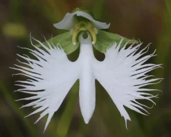 Tradera White egrett orkidé frön| Planter Og Frø