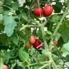 Tradera Wippersnapper, busktomat som ger massor. 15st fröer| Planter Og Frø