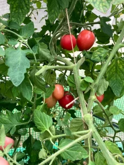 Tradera Wippersnapper, busktomat som ger massor. 15st fröer| Planter Og Frø