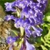 Tradera Wulfenia carinthiaca - Wulfenia| Planter Og Frø