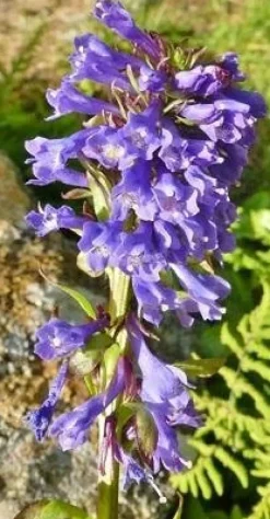 Tradera Wulfenia carinthiaca - Wulfenia| Planter Og Frø